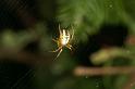 Mangora_acalypha_D4852_Z_87_Les Gris_Frankrijk